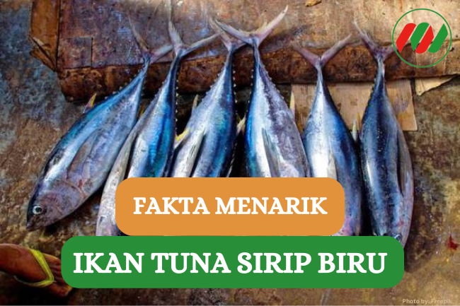 Ini Dia 10 Fakta Tuna Sirip Biru yang Khas